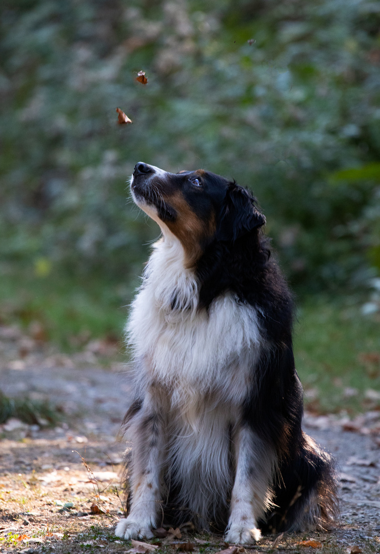 Herbstblätter