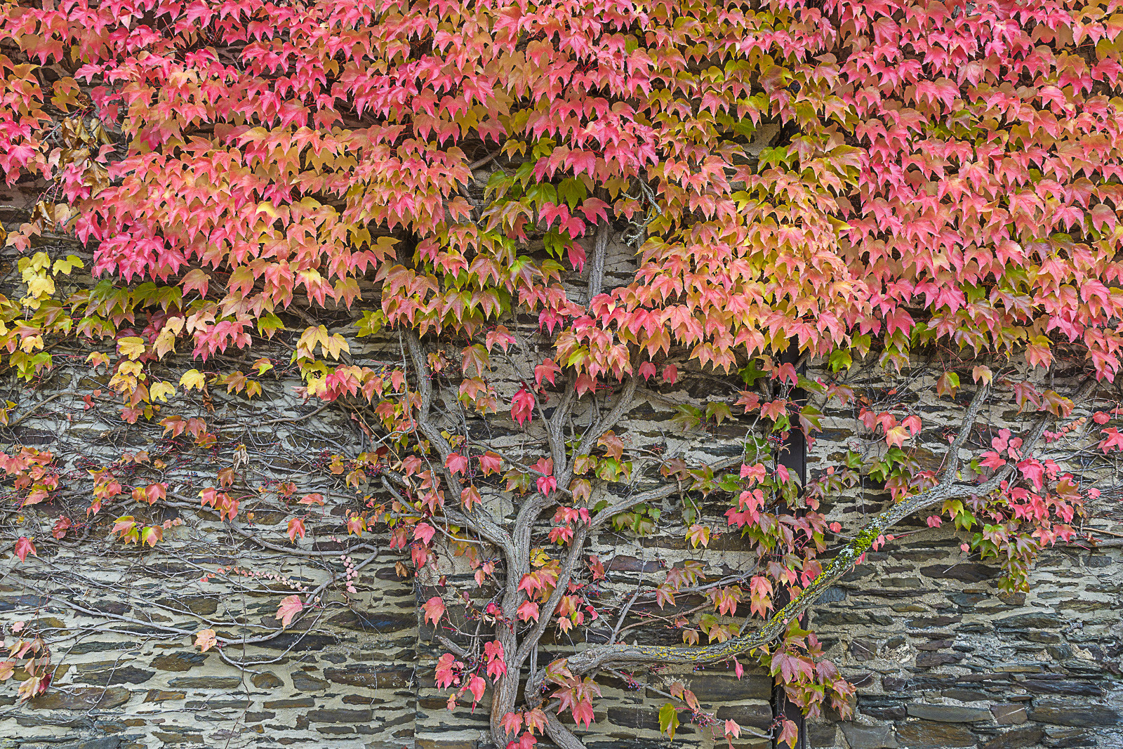 Herbstblätter