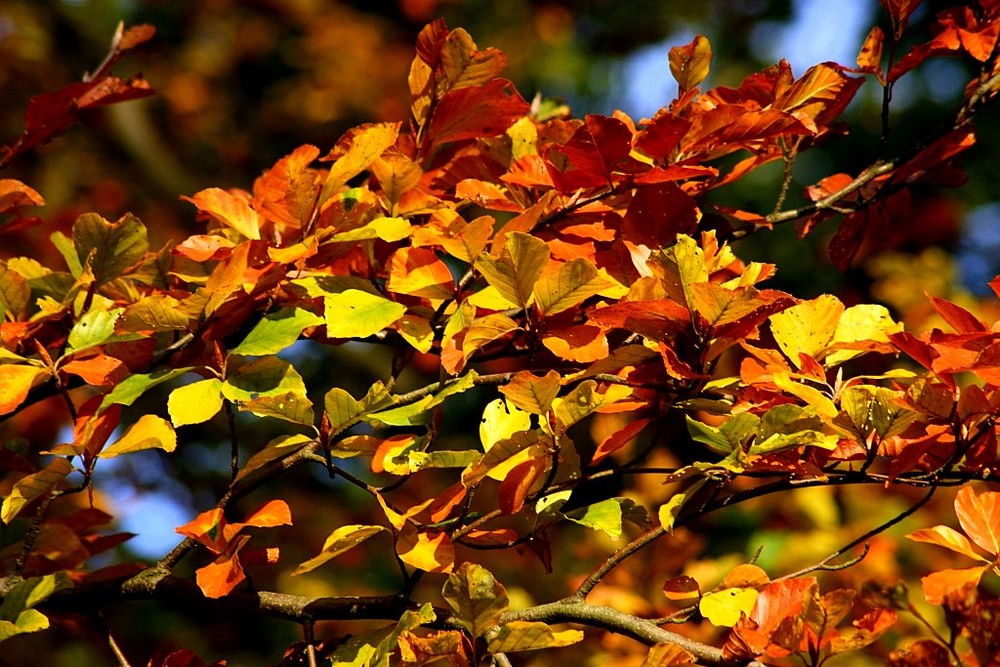 Herbstblätter