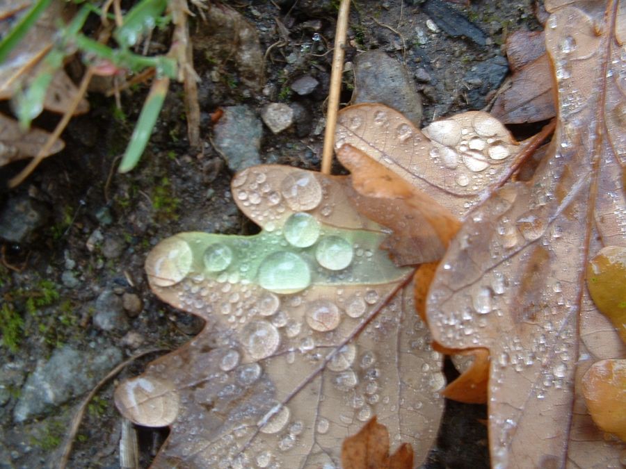 Herbstblätter