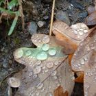 Herbstblätter