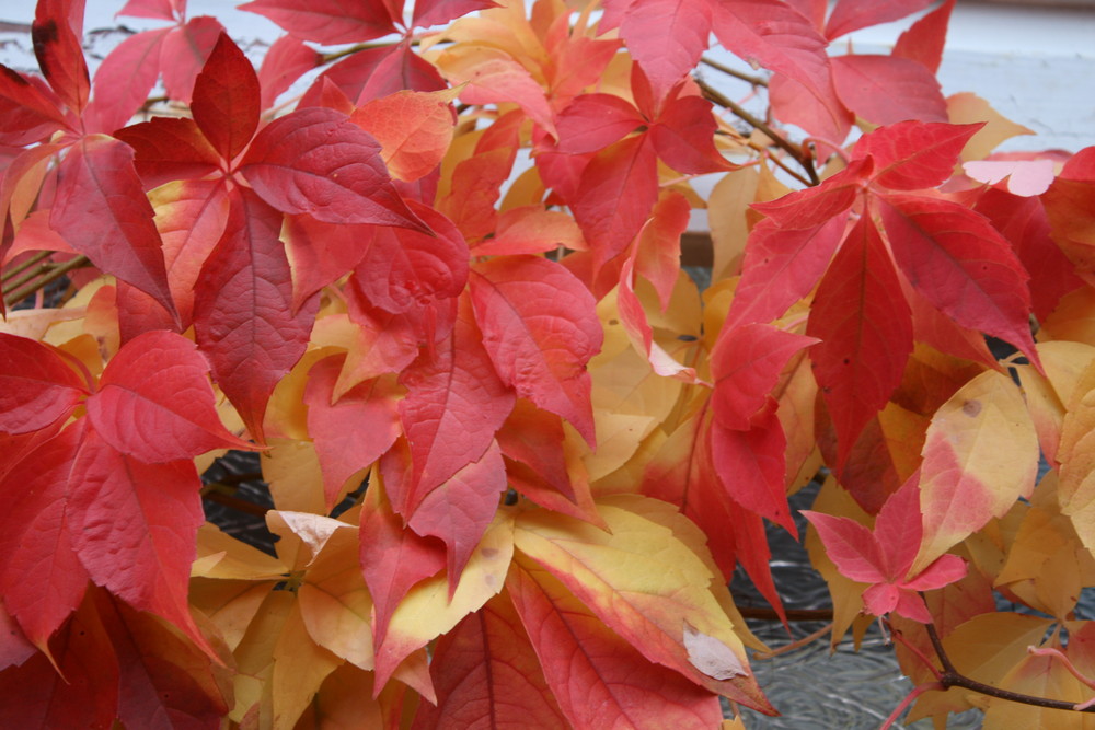 Herbstblätter