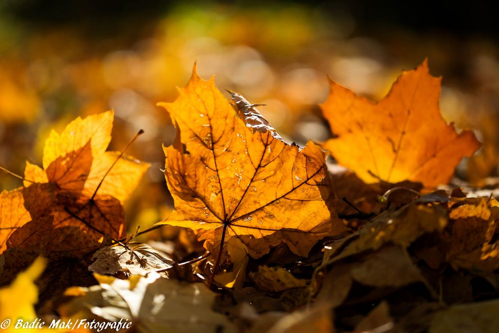 Herbstblätter