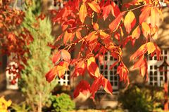 Herbstblätter