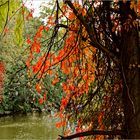 Herbstblätter