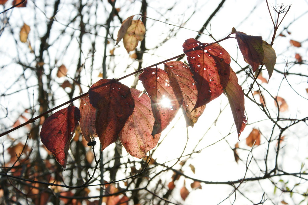 Herbstblätter