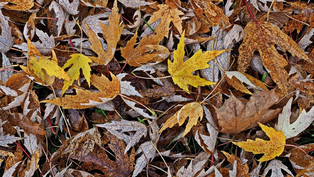 Herbstblätter