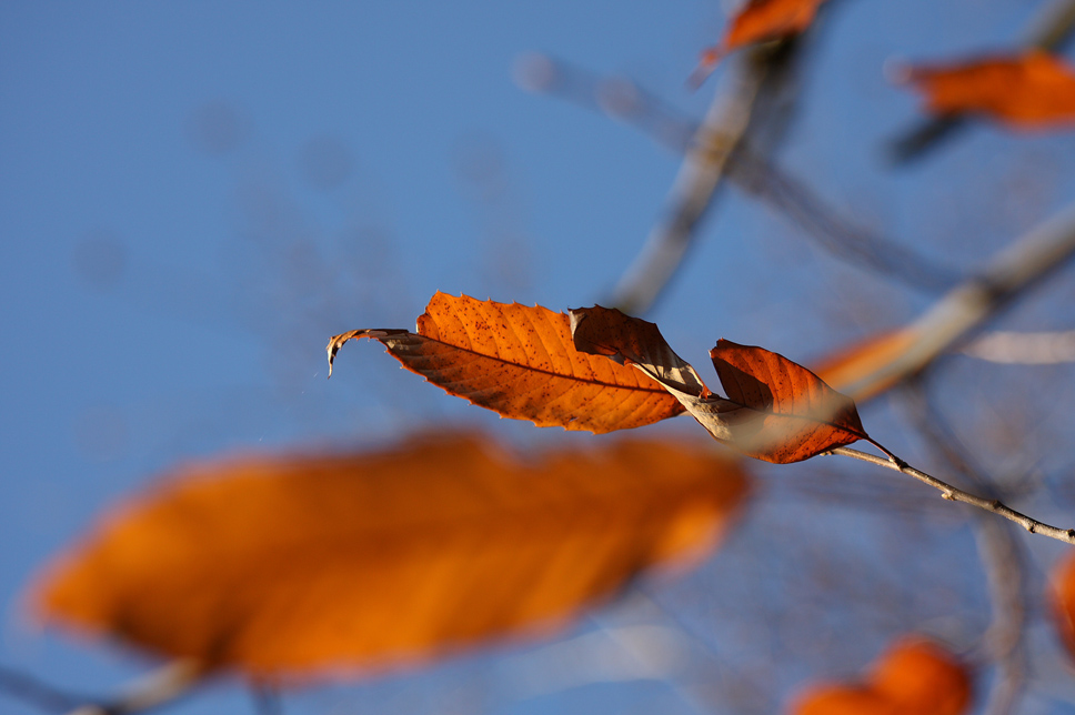 Herbstblätter