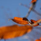 Herbstblätter