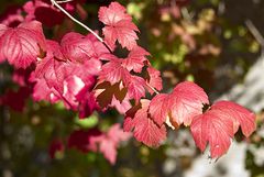 Herbstblaetter