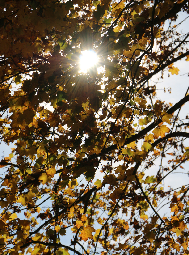 HERBSTBLÄTTER