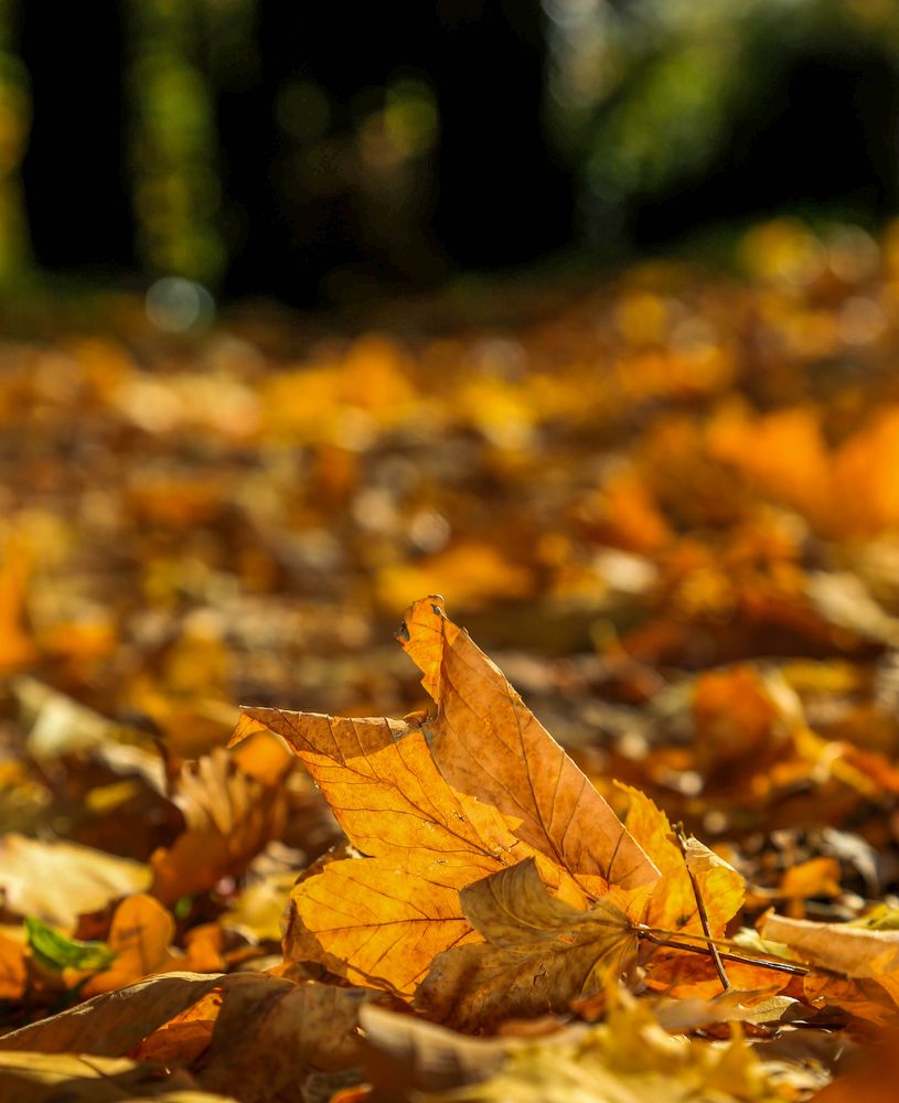 Herbstblätter