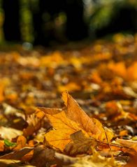 Herbstblätter