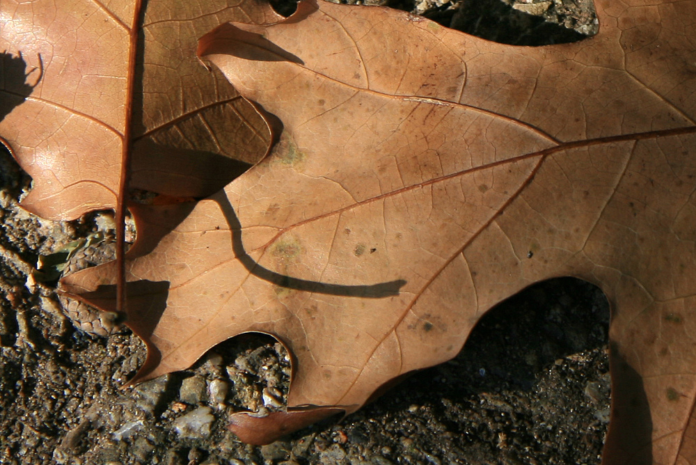 Herbstblätter