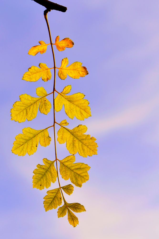 Herbstblätter