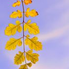 Herbstblätter