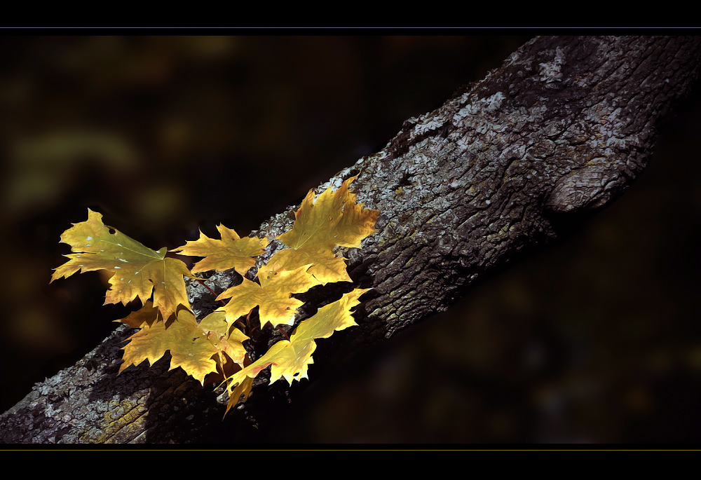 Herbstblätter