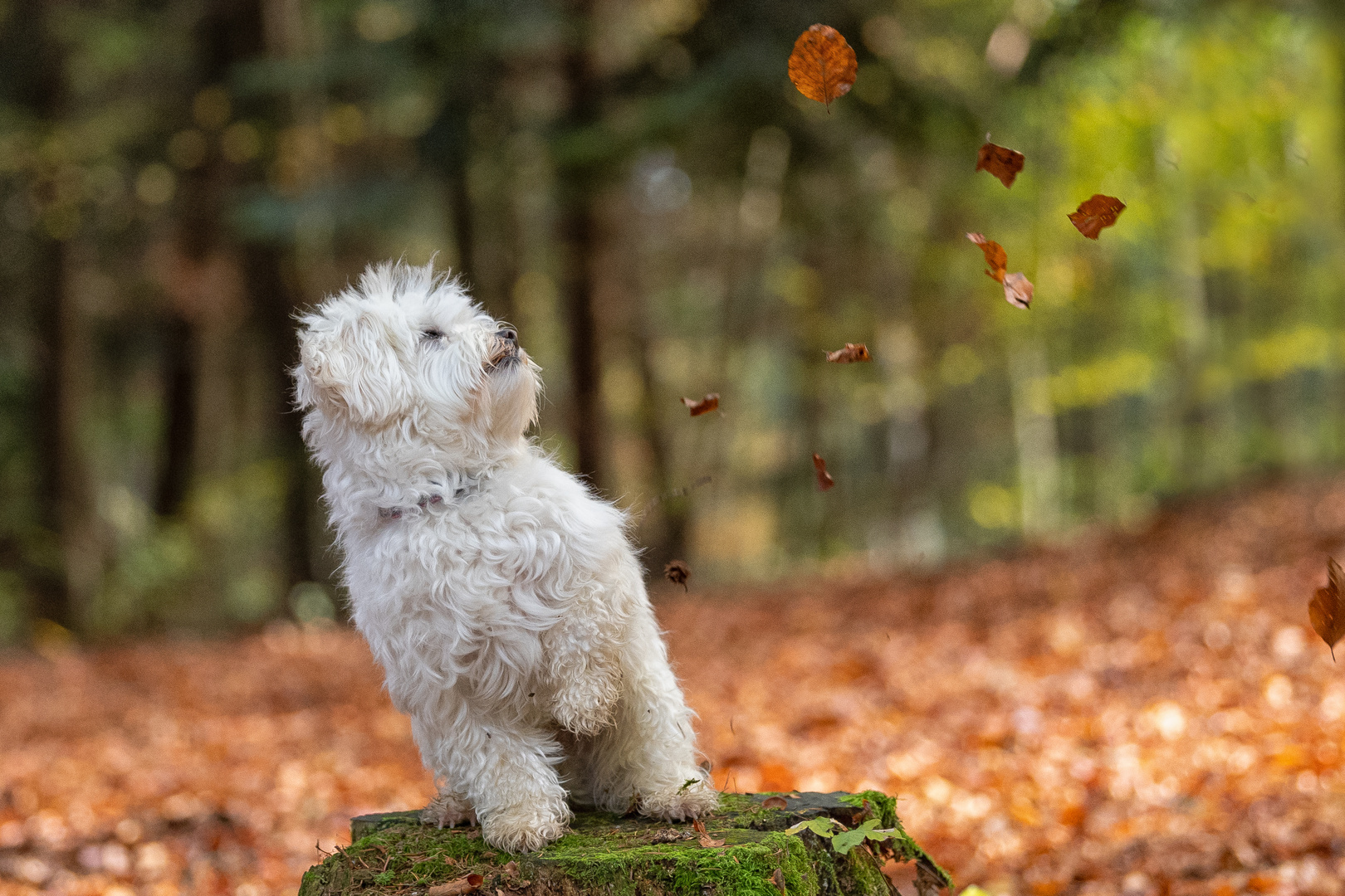 Herbstblätter