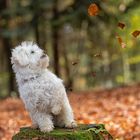 Herbstblätter