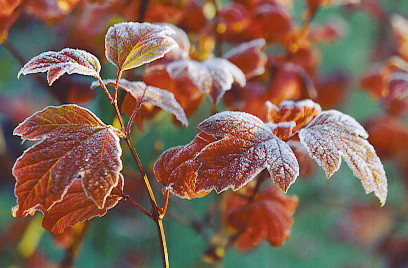 Herbstblätter