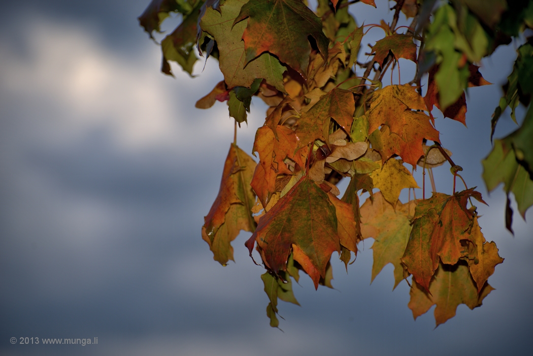 Herbstblätter