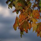 Herbstblätter