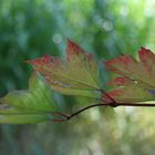 Herbstblätter