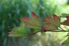 Herbstblätter