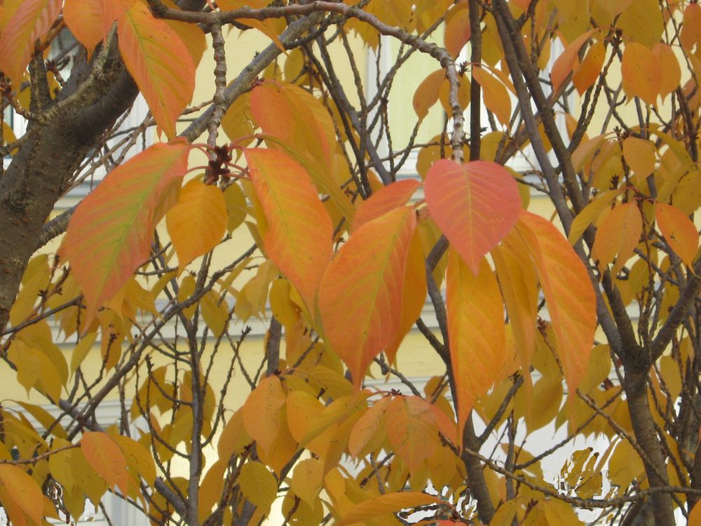 Herbstblätter