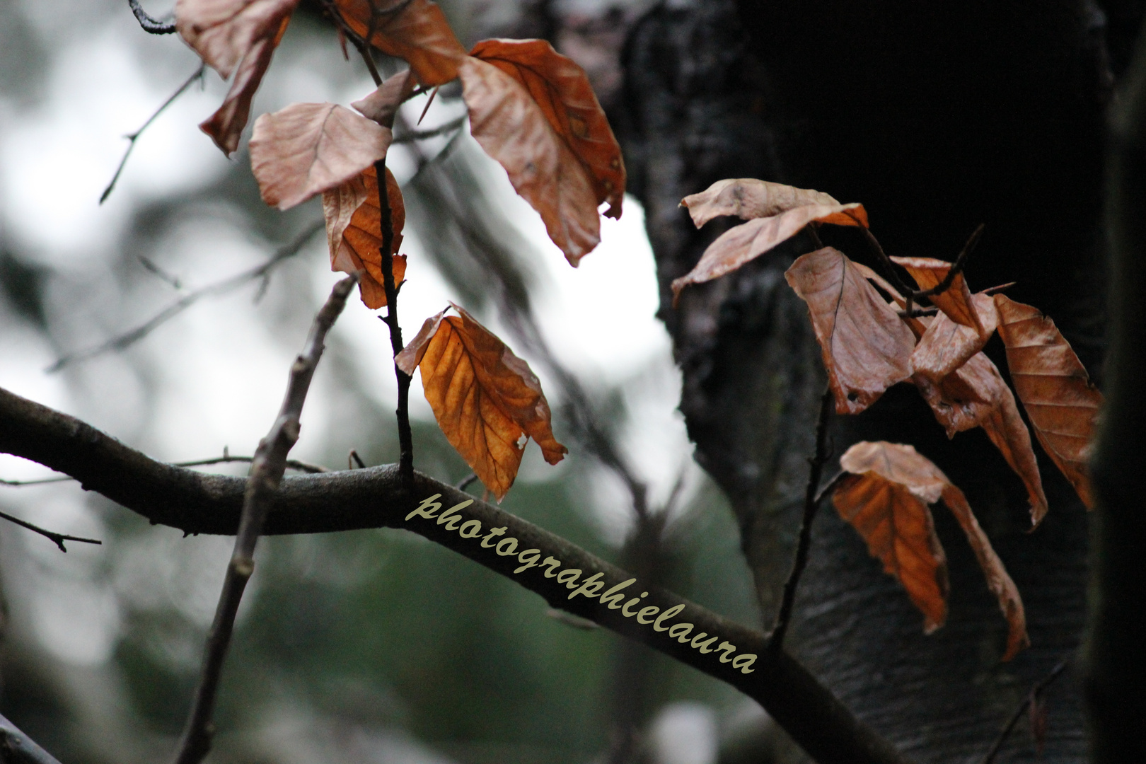 Herbstblätter