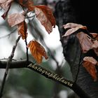 Herbstblätter