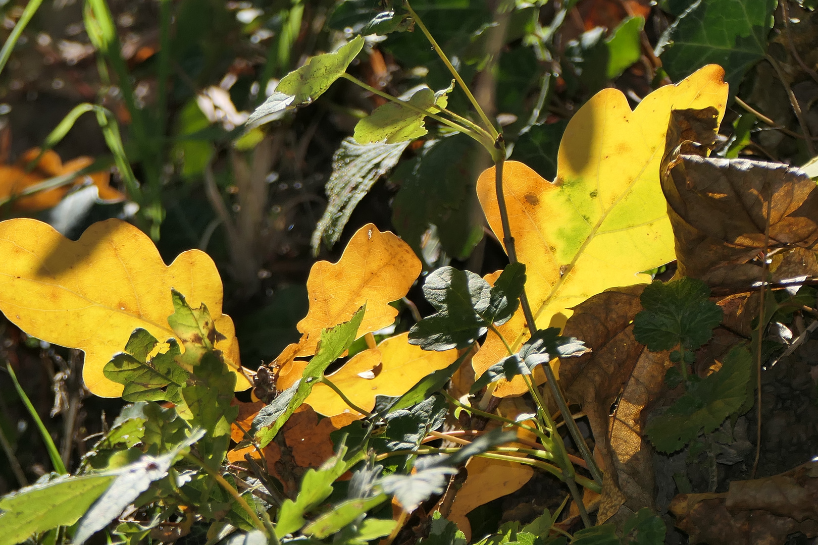 Herbstblätter