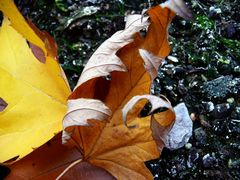 Herbstblätter