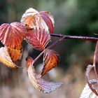 Herbstblätter