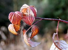 Herbstblätter