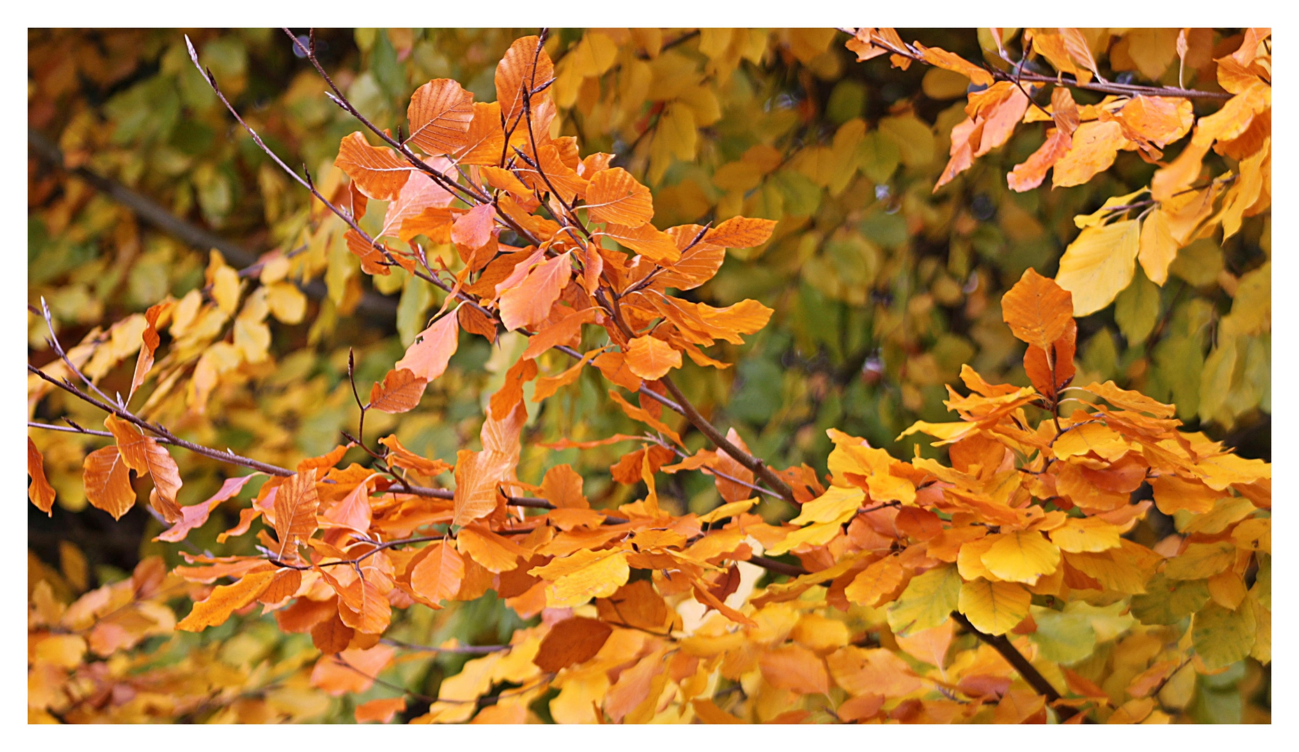 Herbstblätter