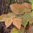 Herbstblätter