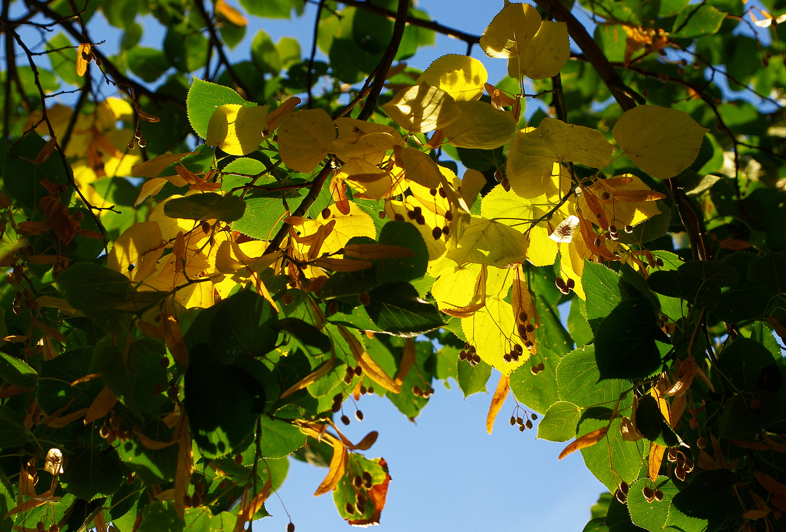 Herbstblätter