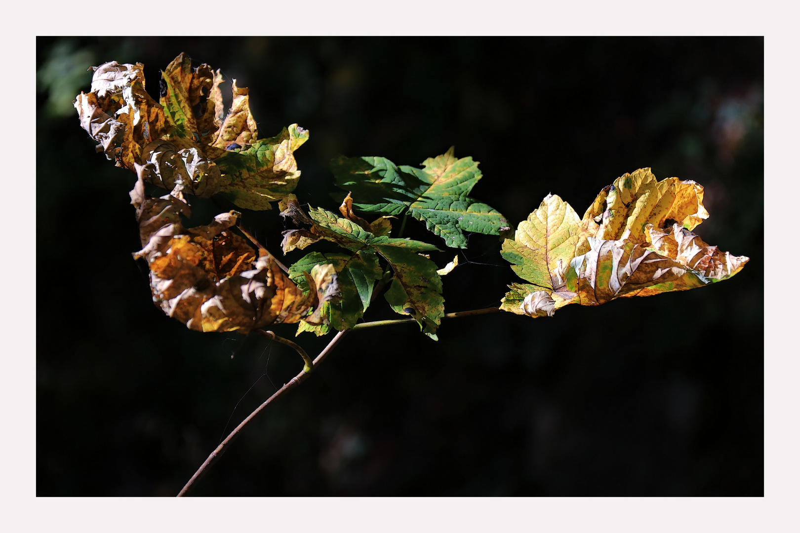 Herbstblätter