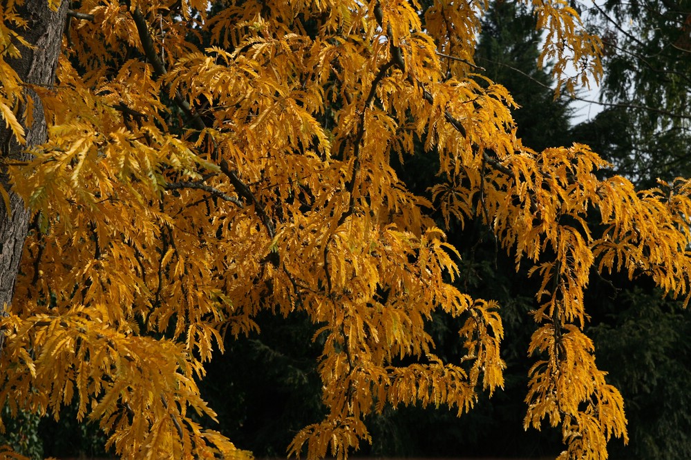 Herbstblätter