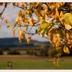 Herbstblätter