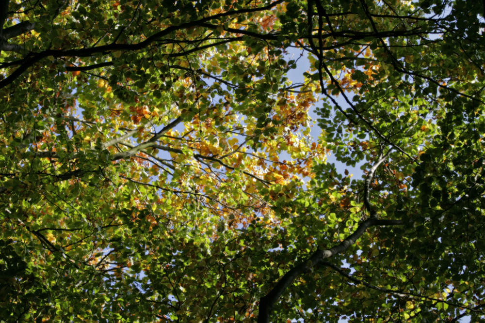 Herbstblätter