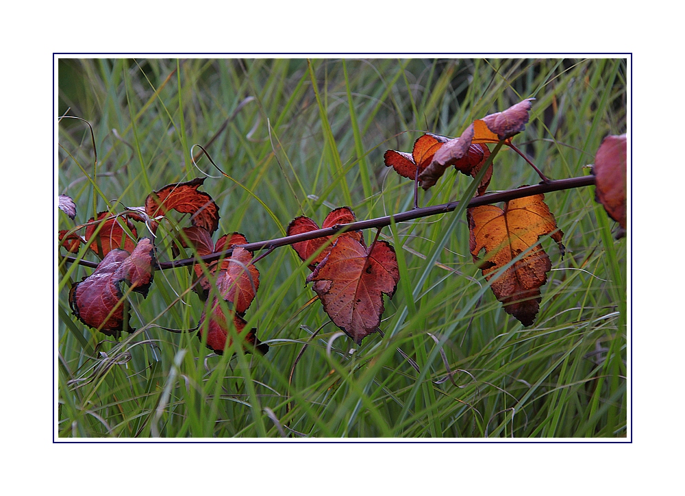 Herbstblätter