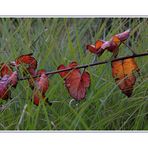 Herbstblätter