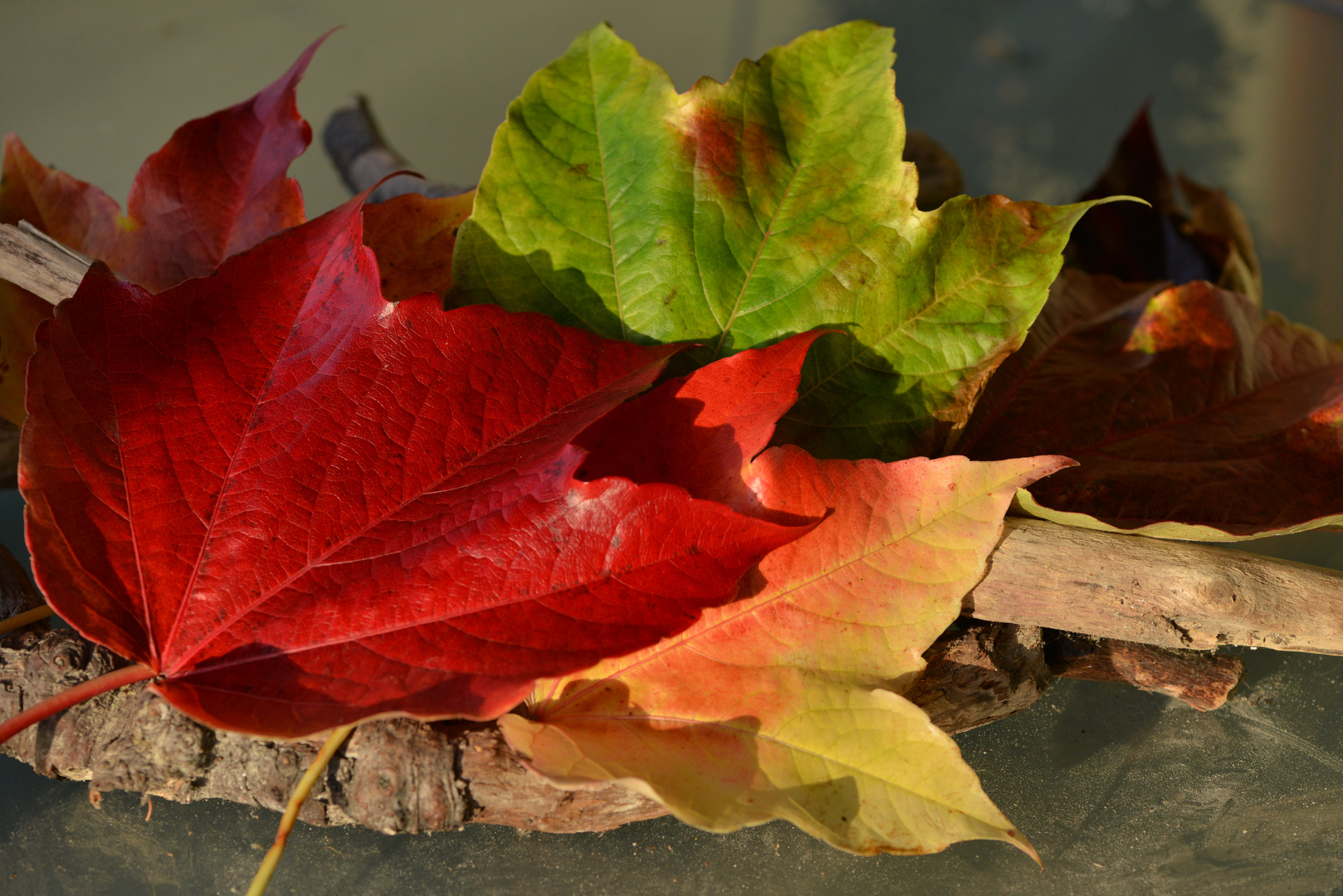 Herbstblätter 