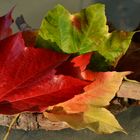 Herbstblätter 