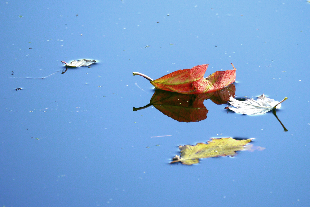 Herbstblätter