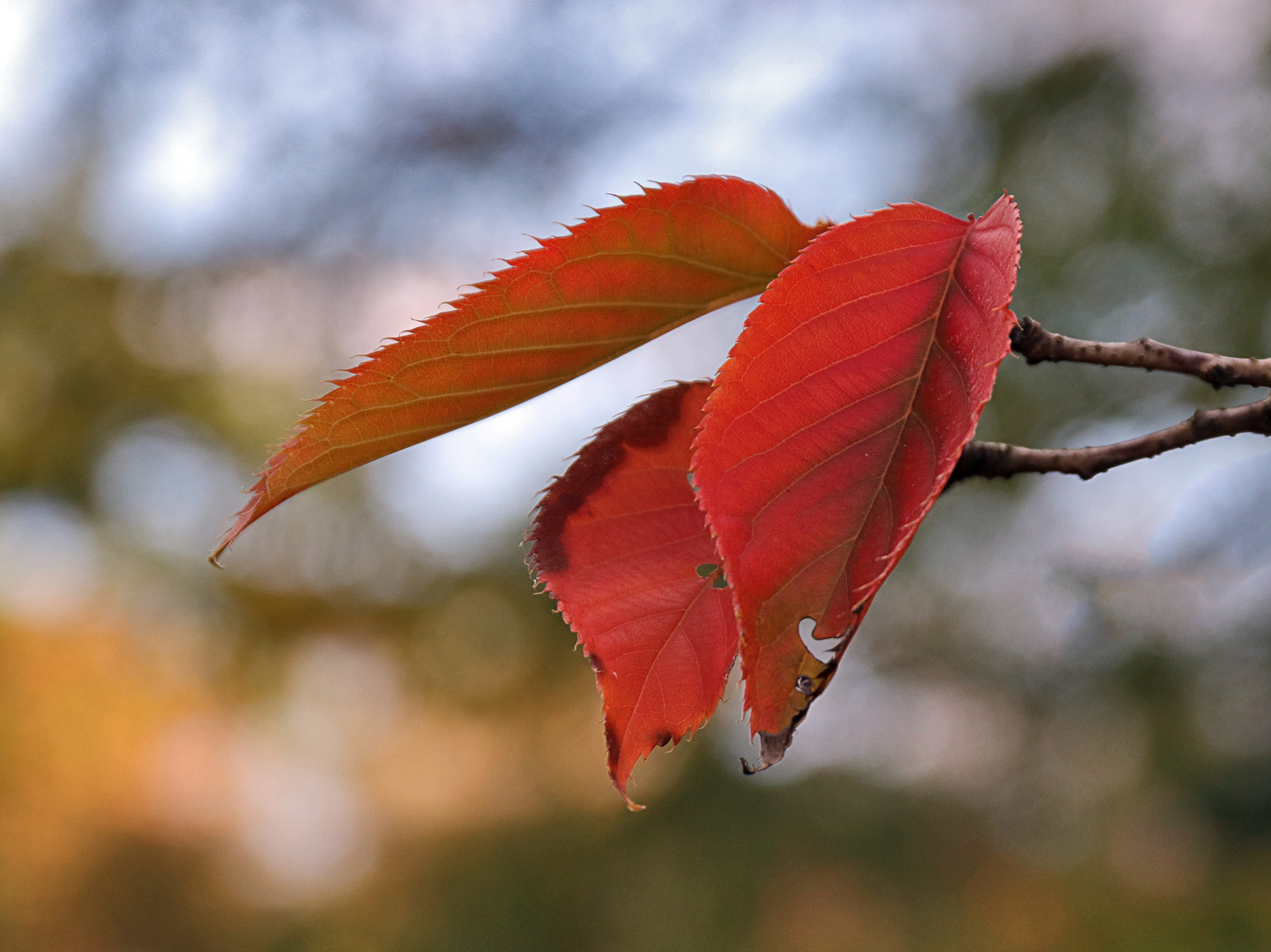 Herbstblätter....