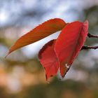 Herbstblätter....