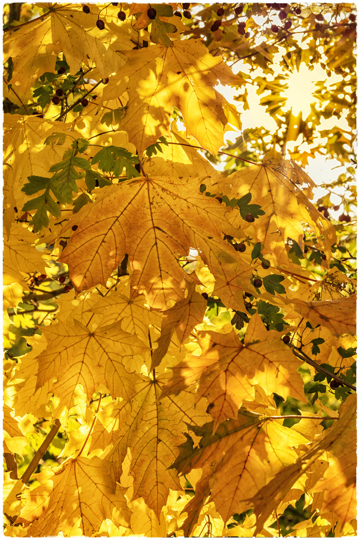 Herbstblätter